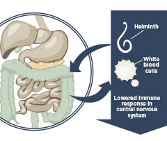 Illustration of a gut and how helminths can suppress immune attacks.