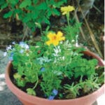 Container gardening can achieve beautiful results with only small investments of time and energy.