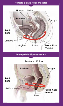 Illustration of female and male pelvic floor muscles