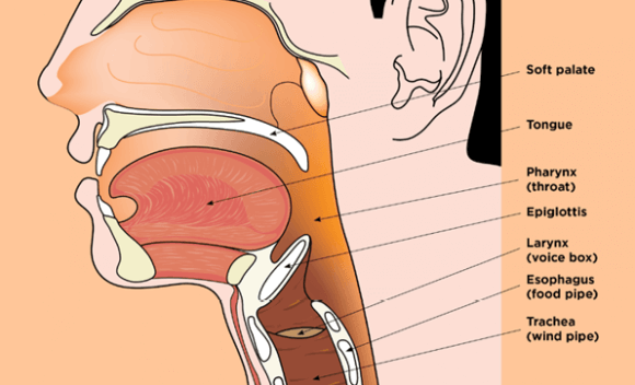 This is an illustration of the swallowing process, and it shows the following parts: soft palate, tongue, pharynx (throat), larynx (voicebox), esophagus (food pipe) and trachea (wind pipe).