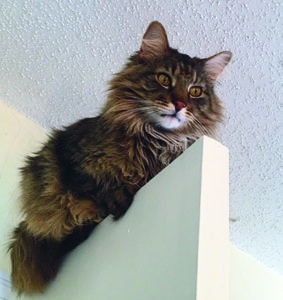 Itty Bitty Kitty sits on top of a door